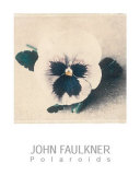Pansy Prints by John Faulkner
