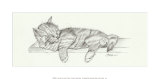 Lazy Days I Poster by Steve O'Connell