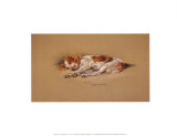 Judy, a Spaniel Puppy Print by Mac 