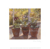 Four Pots of Auriculas Print by J. Morley