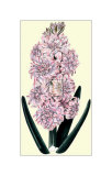 L'Honneur d'Amsterdam Hyacinth Poster by Robert Sweet
