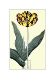 Castrum Dolores Tulip Láminas por James Sowerby