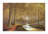 Bluebell Walk Posters by Lyndall Forse