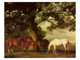 Green Pastures Poster par George Stubbs