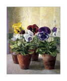 Pansies in Flower Pots Prints by J. Morley