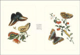 Entomology I Print