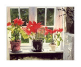 Poinsettias Prints by Richard Akerman