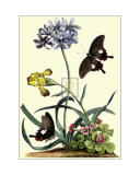 Polianthius, Oxalis and Iris Print by Georg Dionysius Ehret