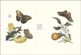 Entomology II Prints
