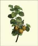 Apricots Art by Pancrace Bessa