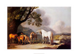 Grauer Hengst mit Stuten und Fohlen Poster von George Stubbs