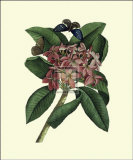 Plumeria Kunstdrucke von Georg Dionysius Ehret