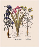 Botanical IV Prints by Basilius Besler