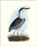 Night Heron Poster by S Selby