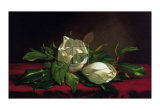 Magnolia Still Life I Posters by Martin Johnson Heade