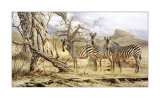 Zebras Art by Craig Bone