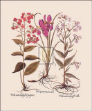 Botanical III Plakater av Basilius Besler Botanical III Plakater av Basilius Besler