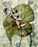 Amazonia II Kunstdrucke von Amore 