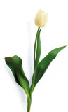 Tulipe blanche Posters par Jeff Milstein