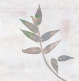 Leaf Synthesis III Prints by Emily Pearce