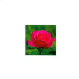Rose Affiches par Jeff Milstein