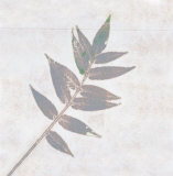 Leaf Synthesis I Art by Emily Pearce