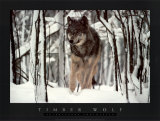 Timber Wolf Prints by Jim Brandenburg