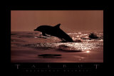 Delphinus Delphis Art by Bob Talbot