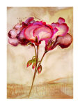Zonal Pelargonie Posters by Heide Konig