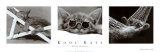 Gatos descarados Pósters por David Mcenery Gatos descarados Pósters por David Mcenery