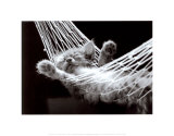 Sieste de chaton II Art par David Mcenery