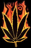 Burning Marijuana Leaf Photo