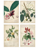 Descubes Prints by A. Descube