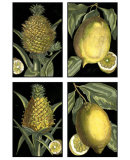 Fruit Posters