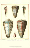 Redoute Shells I Posters par Pierre-Joseph Redouté