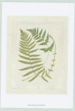 Ferns with Platemark V Print