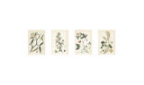Coral Botanicals Giclee Print