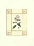 Cinnamon with Mosaic Prints by Deborah Bookman