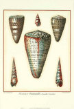 Redoute Shells II Affiches par Pierre-Joseph Redouté