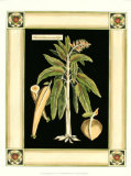 Paradise Palm VI Prints by Deborah Bookman