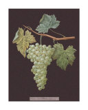 White Grapes Posters av George Brookshaw White Grapes Posters av George Brookshaw