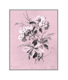 Dussurgey Hydrangea on Pink Affiche par Dussurgey 