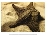 Starfish Posters by Cyndi Schick