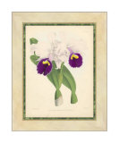 Fitch Orchid I Prints by J. Nugent Fitch