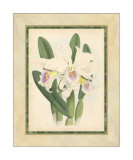 Fitch Orchid II Posters by J. Nugent Fitch