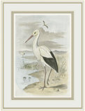 White Stork Posters