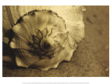 Conch Poster by Cyndi Schick