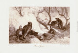 Gibier noir Affiche par Archibald Thorburn