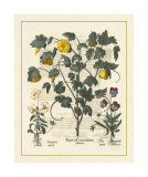 Besler Floral VI Poster von Basilius Besler