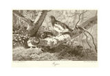 Perdiz Póster por Archibald Thorburn